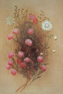 Melaleuca o flor de franela, siglo XIX